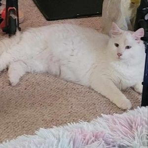 Meet your Posher, Marsha